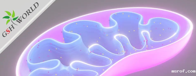 ATP——维持生命的能量基础