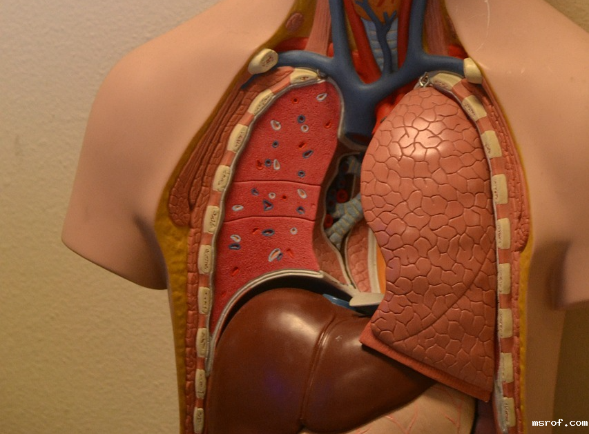 开云体育新人生物