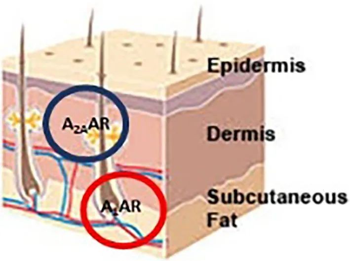 开云体育新人生物