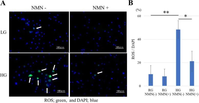 开云体育新人生物