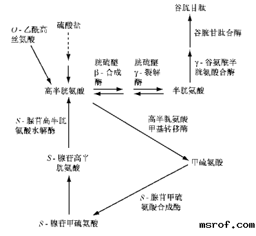 开云体育新人生物