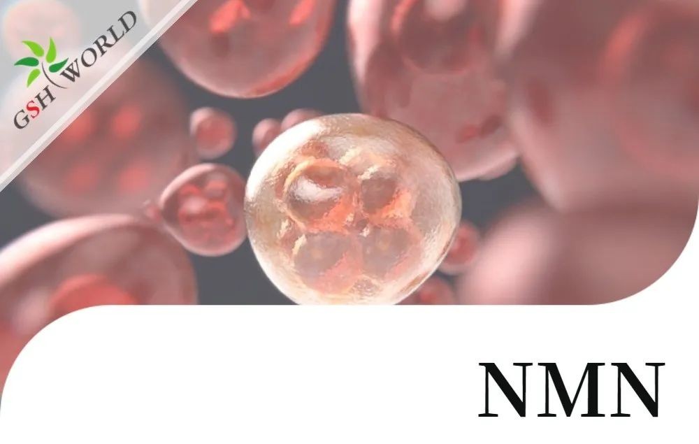 行业关注 - NMN改善 RPE 中碘酸钠引起的细胞衰老和炎症