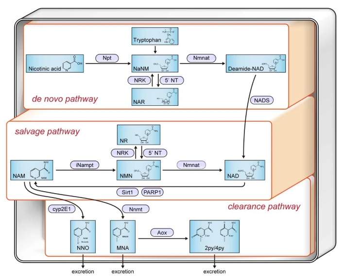 开云体育新人生物 开云体育新人生物