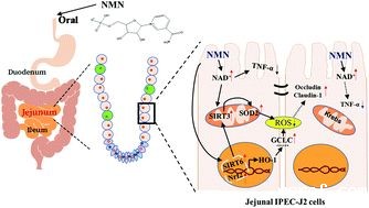 开云体育新人生物 开云体育新人生物