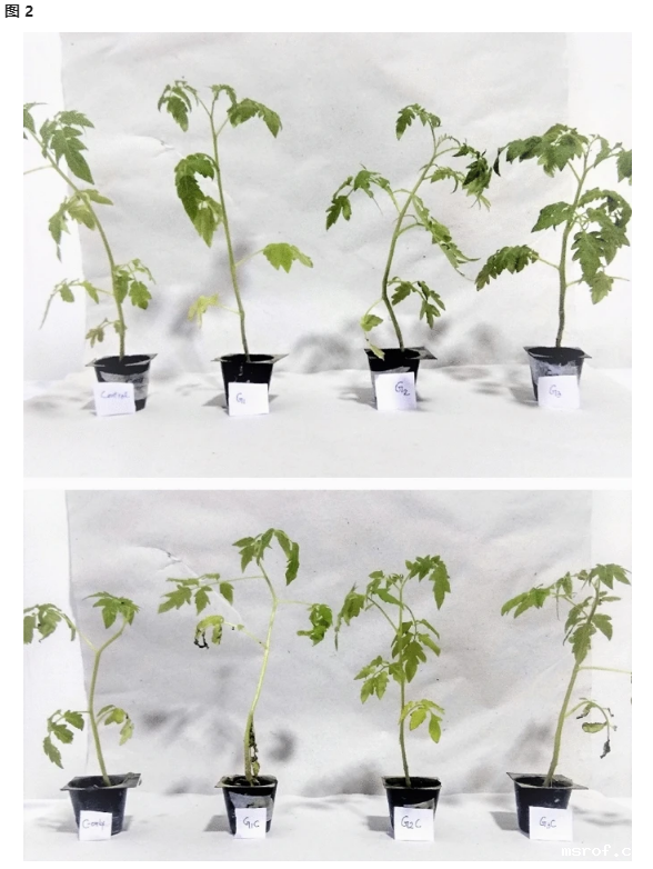 开云体育新人生物