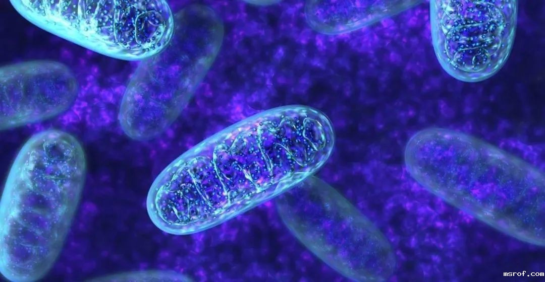 开云体育新人生物