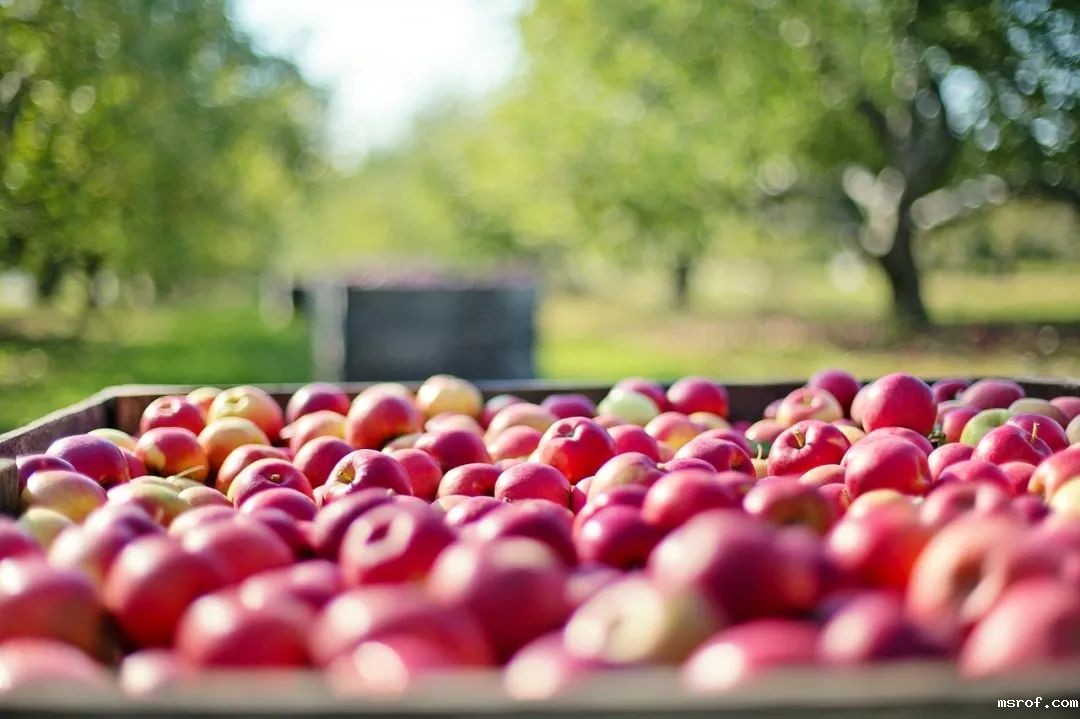 开云体育新人生物
