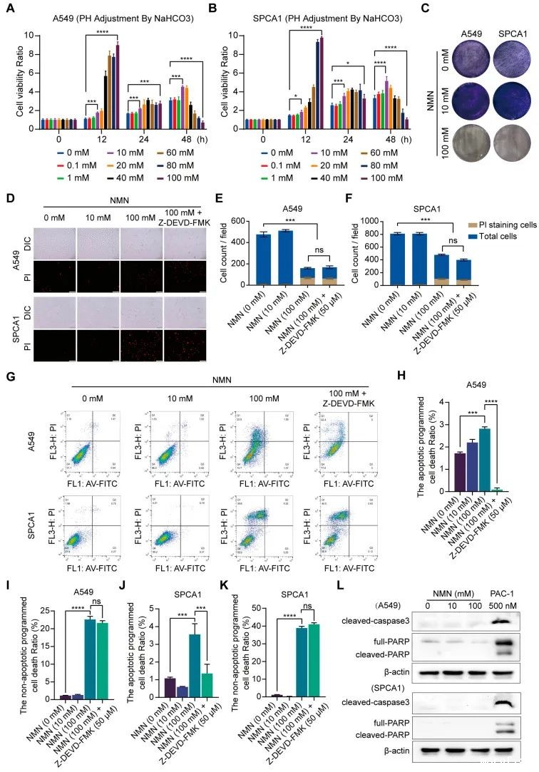 开云体育新人生物