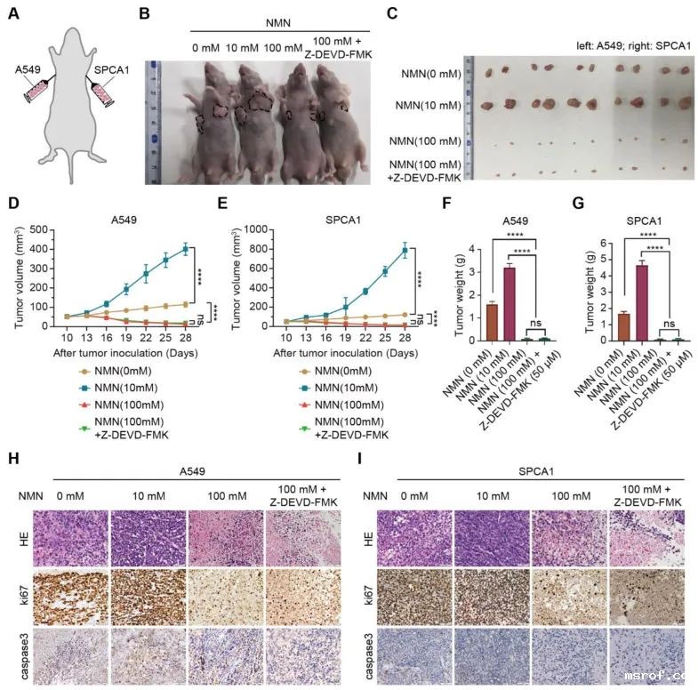 开云体育新人生物