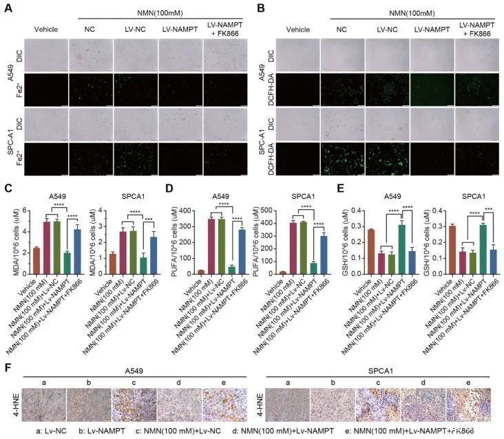 开云体育新人生物