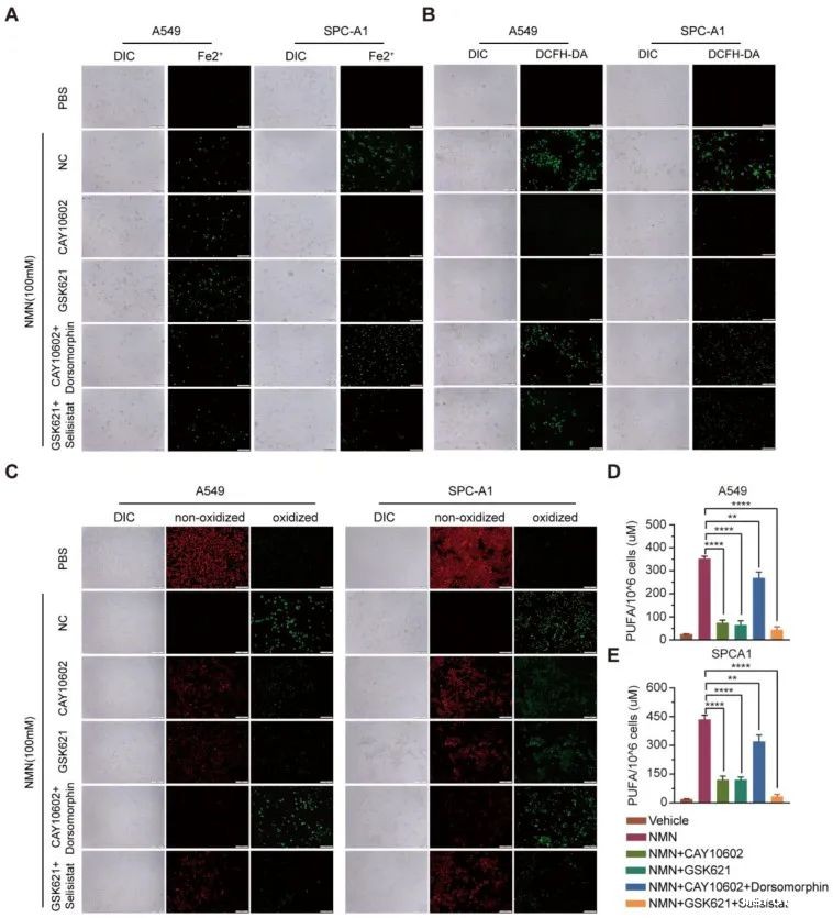 开云体育新人生物