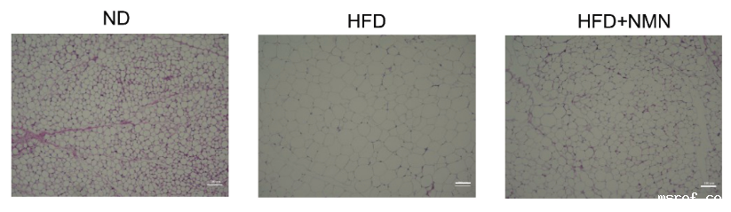 开云体育新人生物