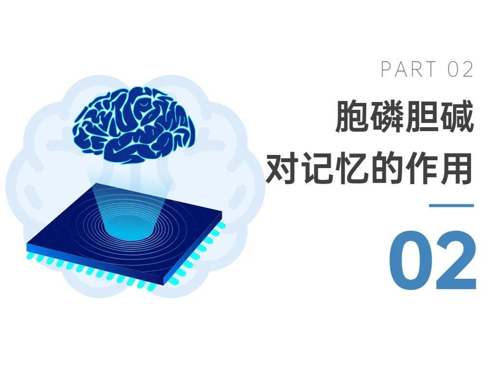 02胞磷胆碱对记忆的作用