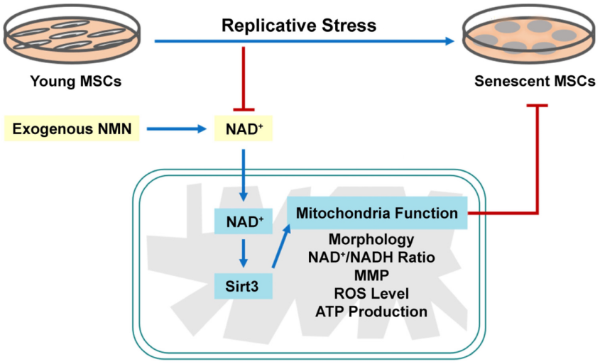 开云体育新人生物