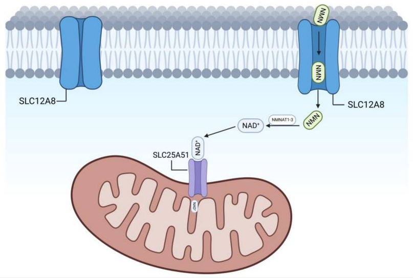 开云体育新人生物 图片