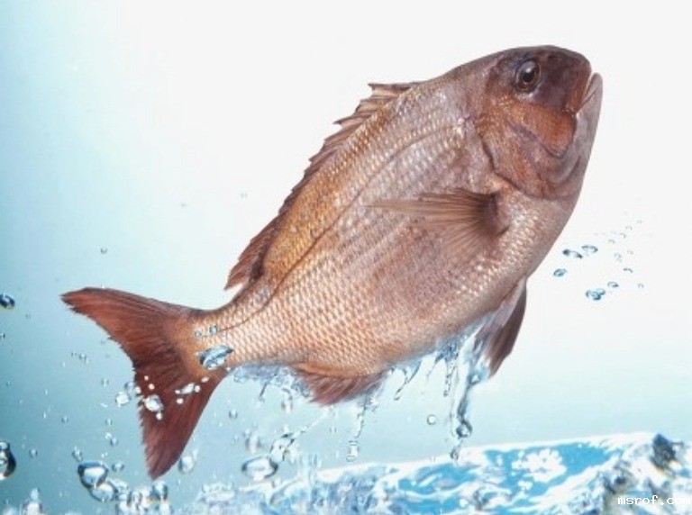 开云体育新人生物 开云体育新人生物