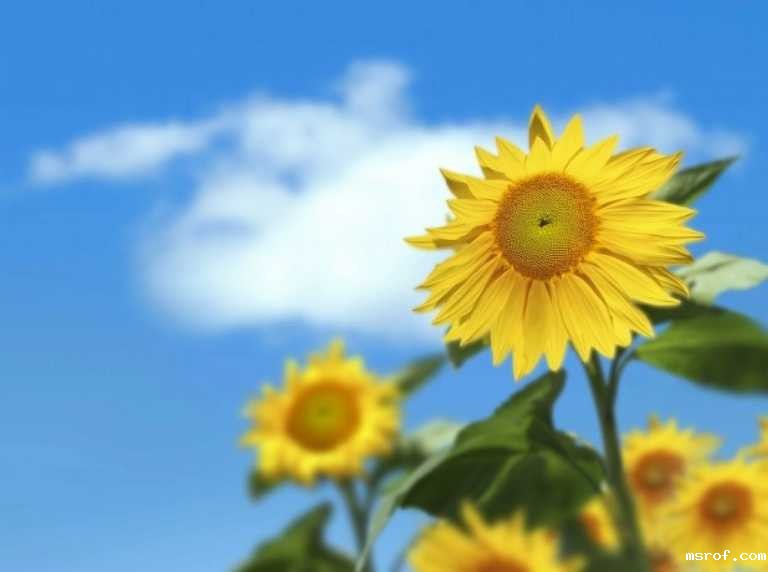 开云体育新人生物 开云体育新人生物