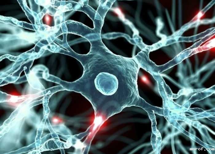 开云体育新人生物