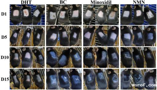 开云体育新人生物