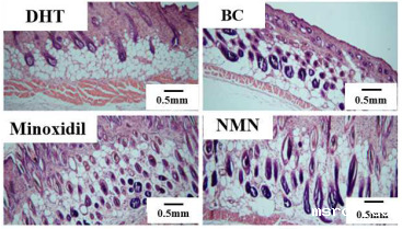 开云体育新人生物