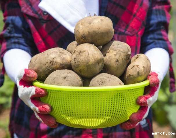 氧化型谷胱甘肽功能与作用