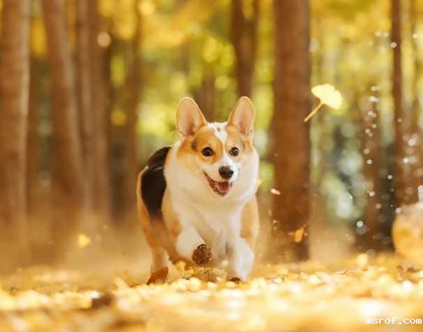 PQQ：改善认知与运动能力