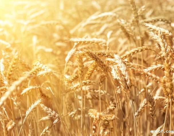 谷胱甘肽在多种非生物胁迫中的作用