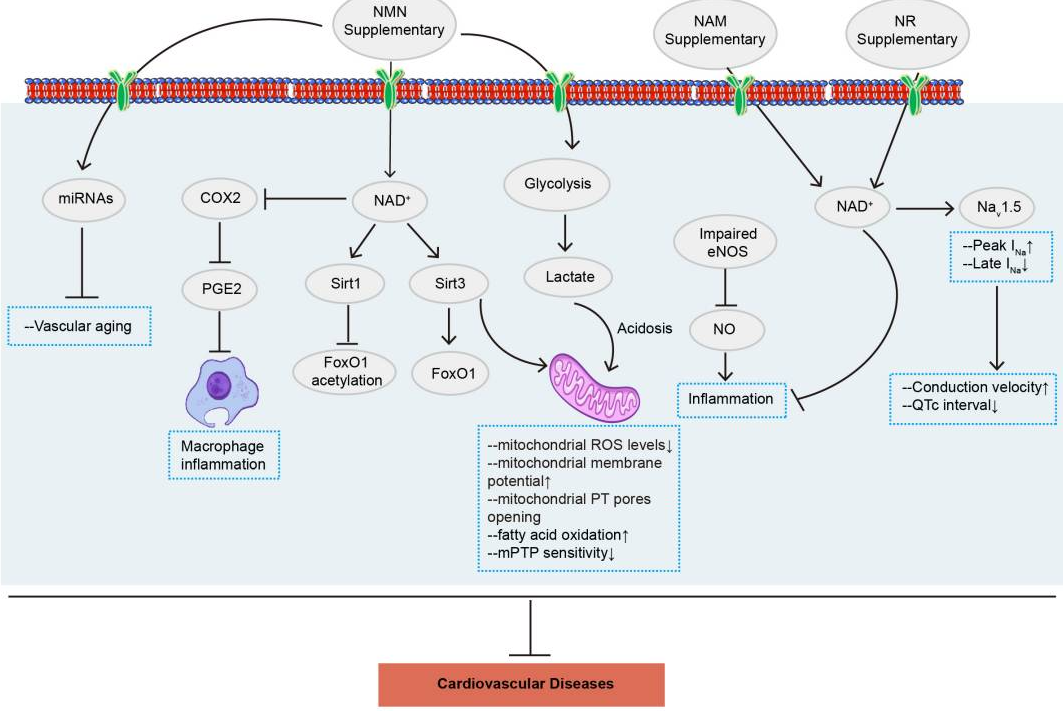 NMN通过多种信号通路改善心血管疾病