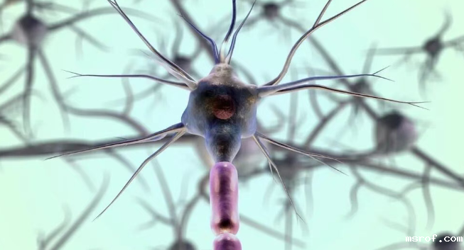 开云体育新人生物