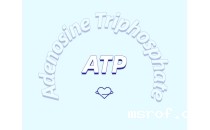 ATP对运动的作用：从力量到心脏