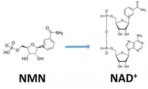 从生物学角度看NMN:为何能延缓衰老和提高免疫力？