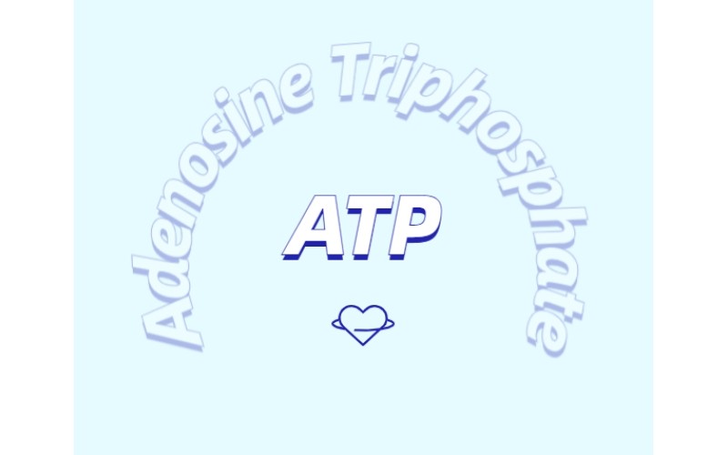 ATP对运动的作用：从力量到心脏